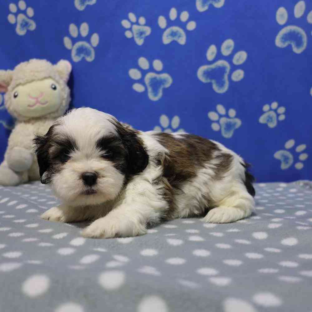 carousel pet images