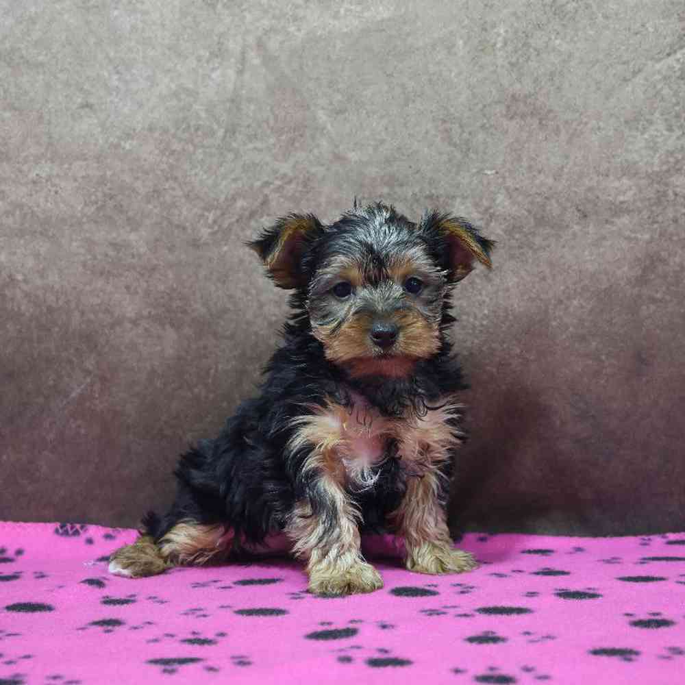 Female Yorkie Puppy for Sale in Millersburg, IN