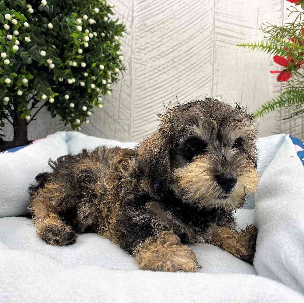 carousel pet images