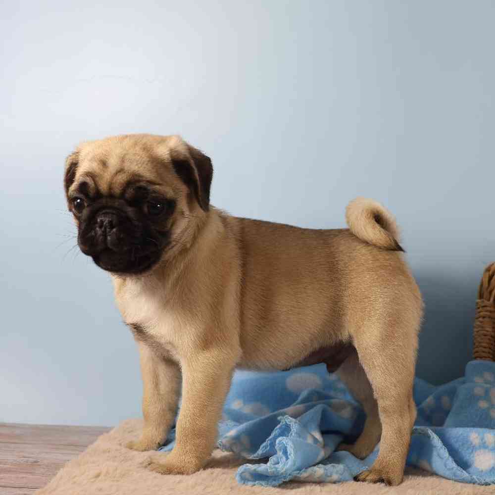 Male Pug Puppy for Sale in Millersburg, IN