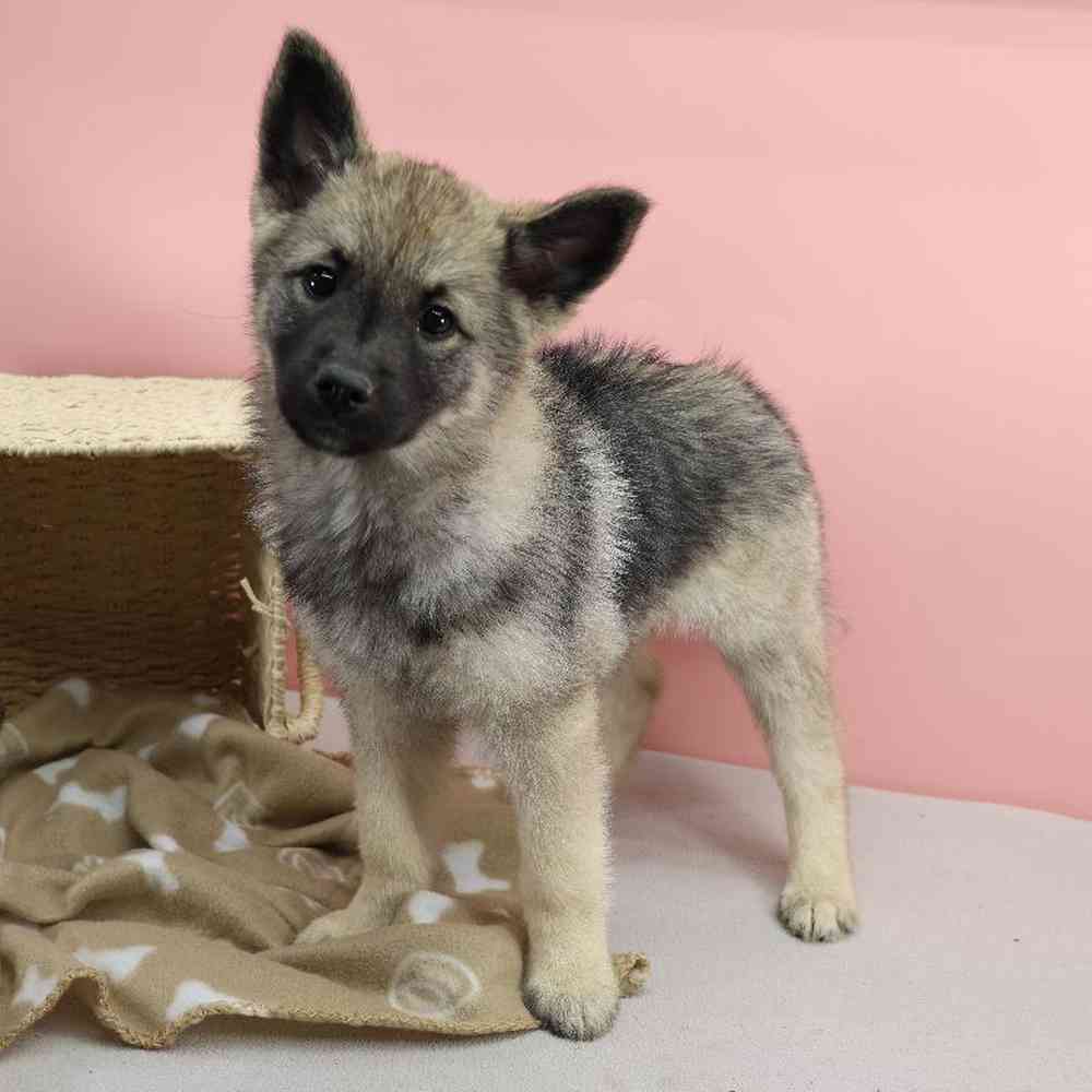 Female Norwegian Elkhound Puppy for Sale in Millersburg, IN