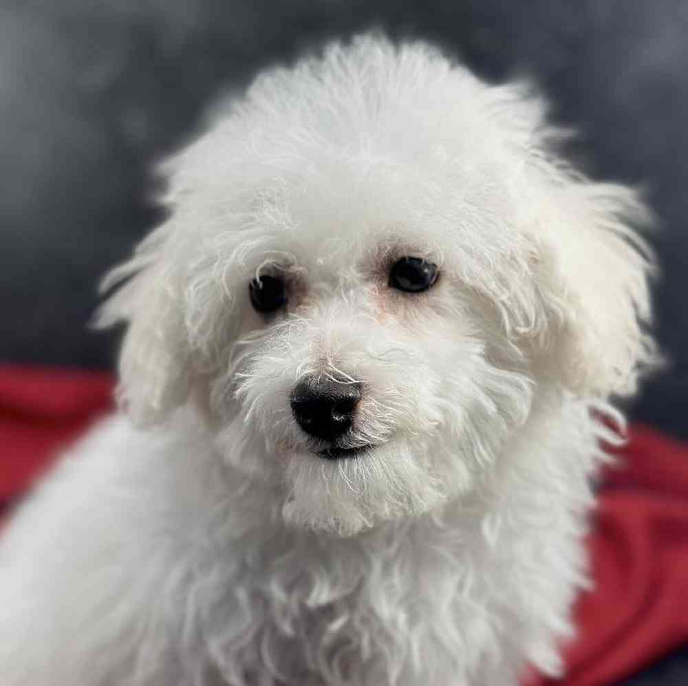 Male Bichon Puppy for Sale in Millersburg, IN