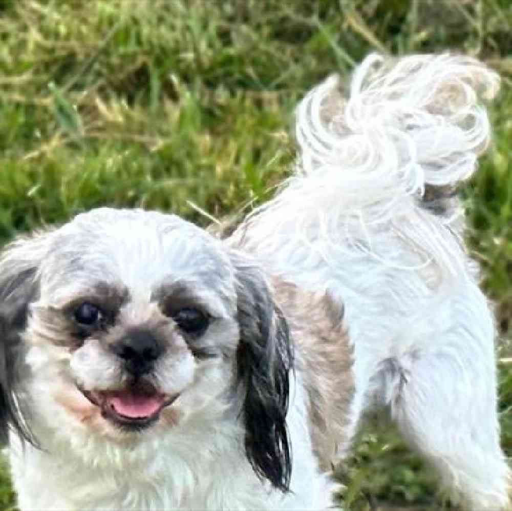 carousel pet images