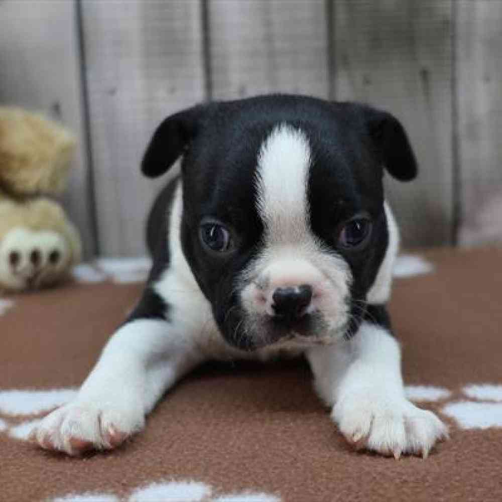 pet-img