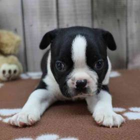 Boston Terrier