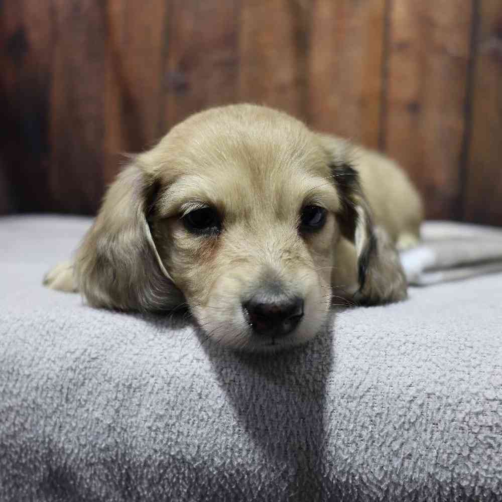 Female Dachshund Puppy for Sale in Millersburg, IN