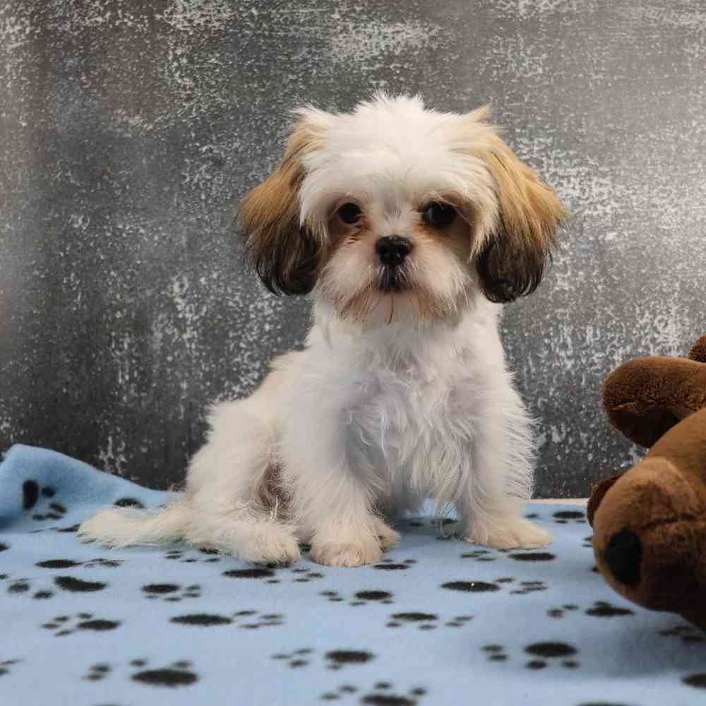 carousel pet images