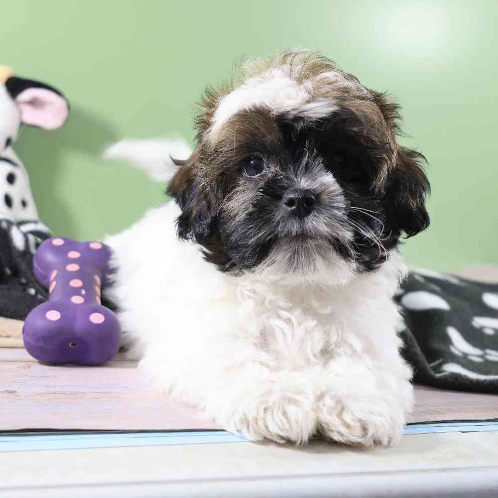 Male Shipoo Puppy for Sale in Millersburg, IN