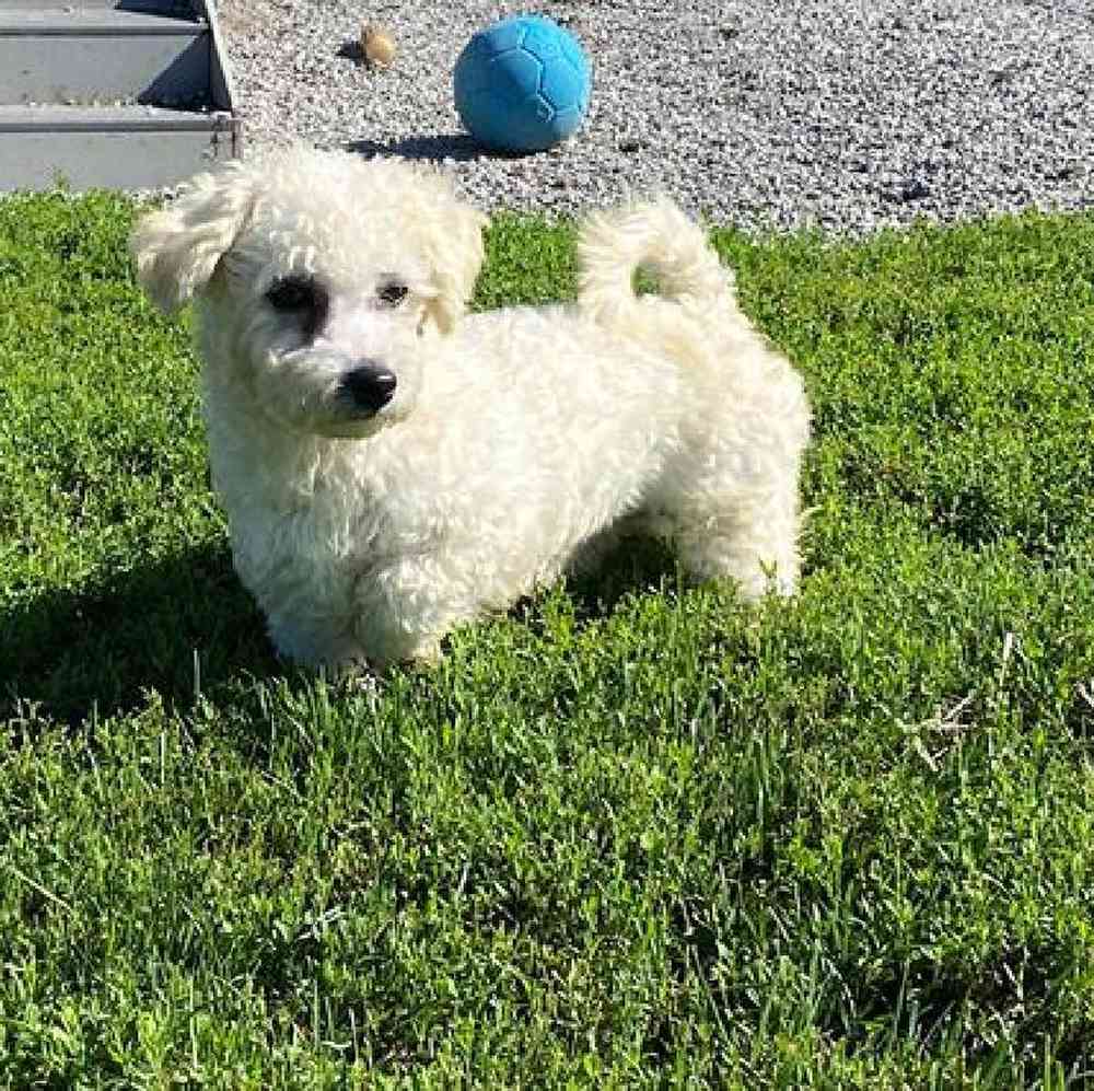 Male Shichon Puppy for sale