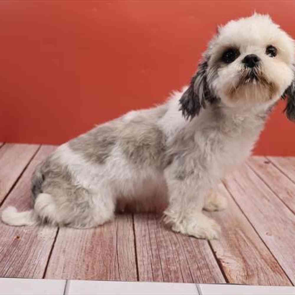 carousel pet images