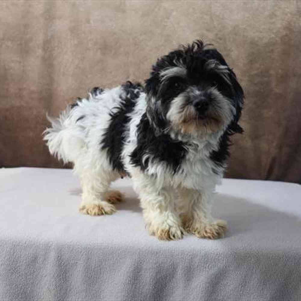 Male Havanese Puppy for Sale in Millersburg, IN