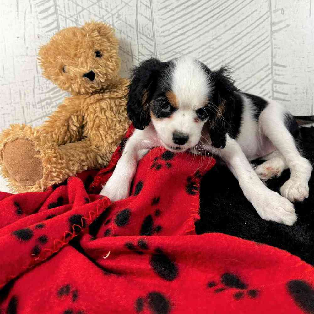 carousel pet images