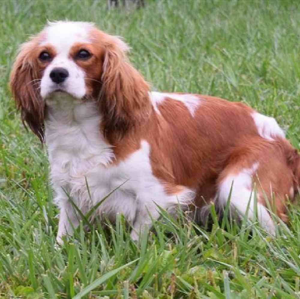 Female Cavalier King Charles Spaniel Puppy for Sale in Millersburg, IN