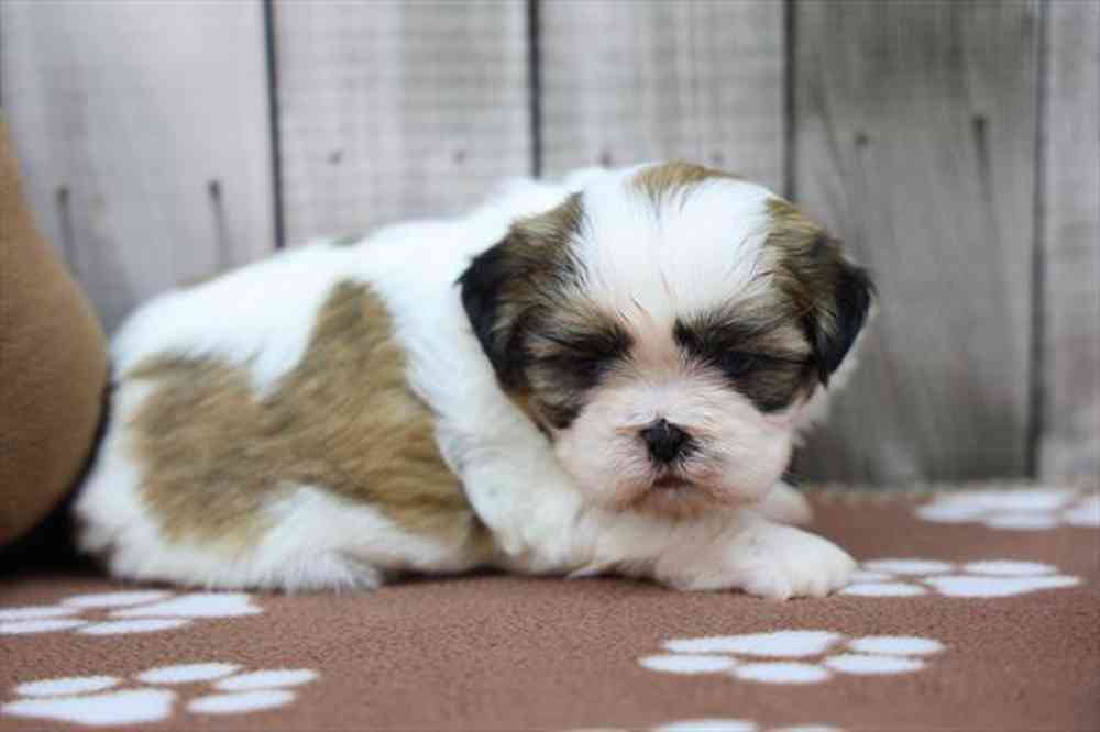 carousel pet images