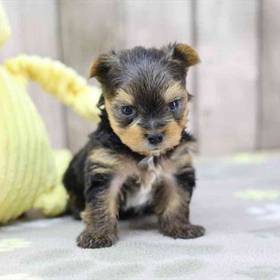Yorkie