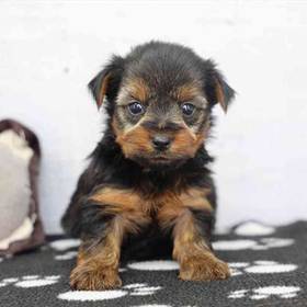 Yorkie