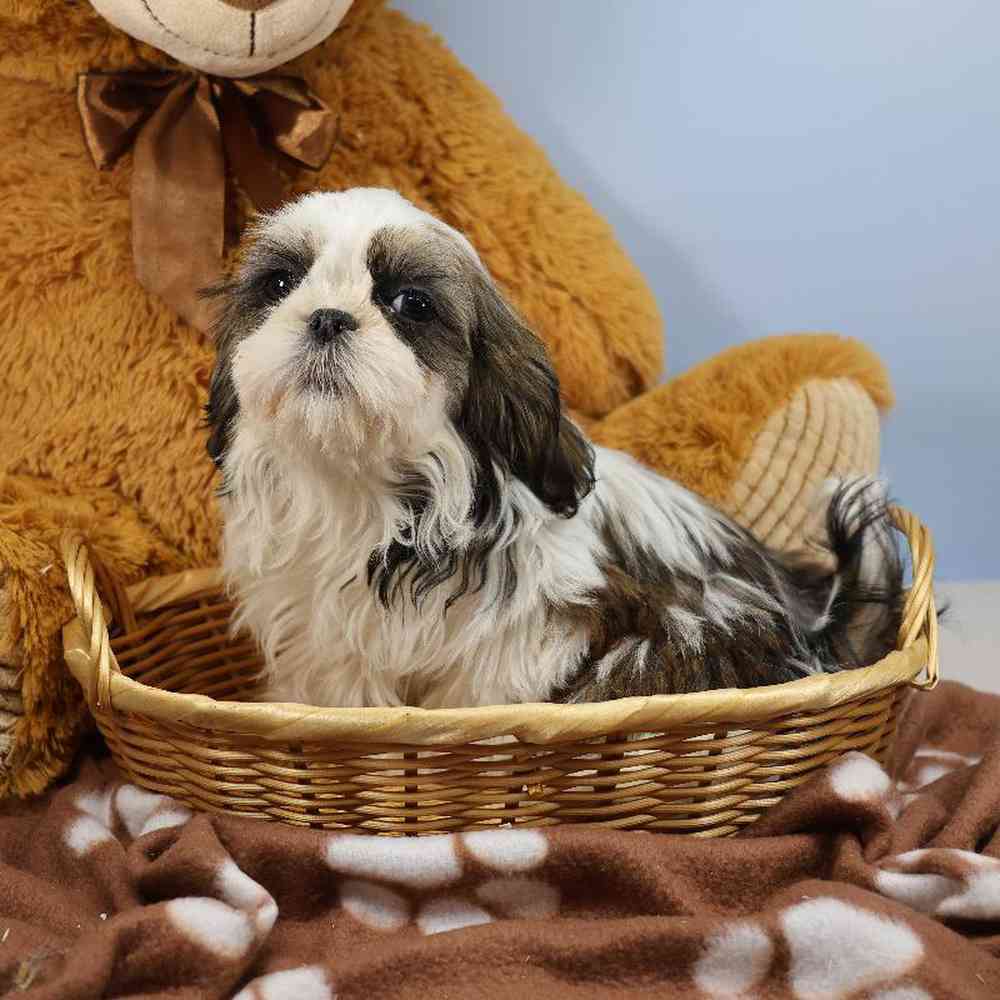 Male Shih Tzu Puppy for Sale in Millersburg, IN