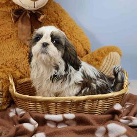 Shih Tzu