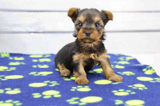 Yorkie