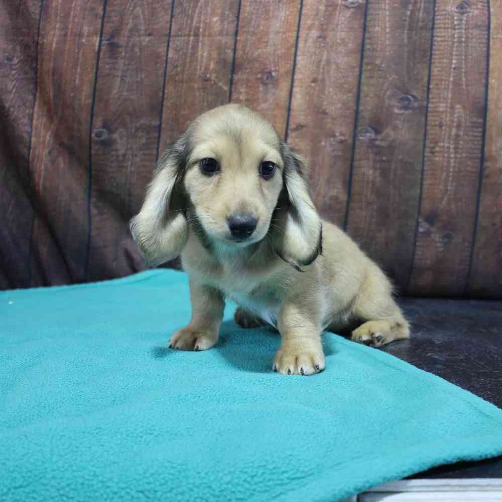 Female Dachshund Puppy for Sale in Millersburg, IN