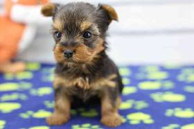 Yorkie