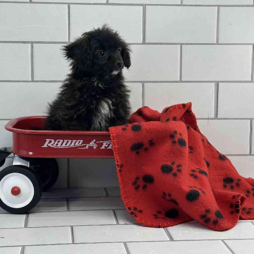 Male Papillon-Toy Poodle Puppy for Sale in Millersburg, IN