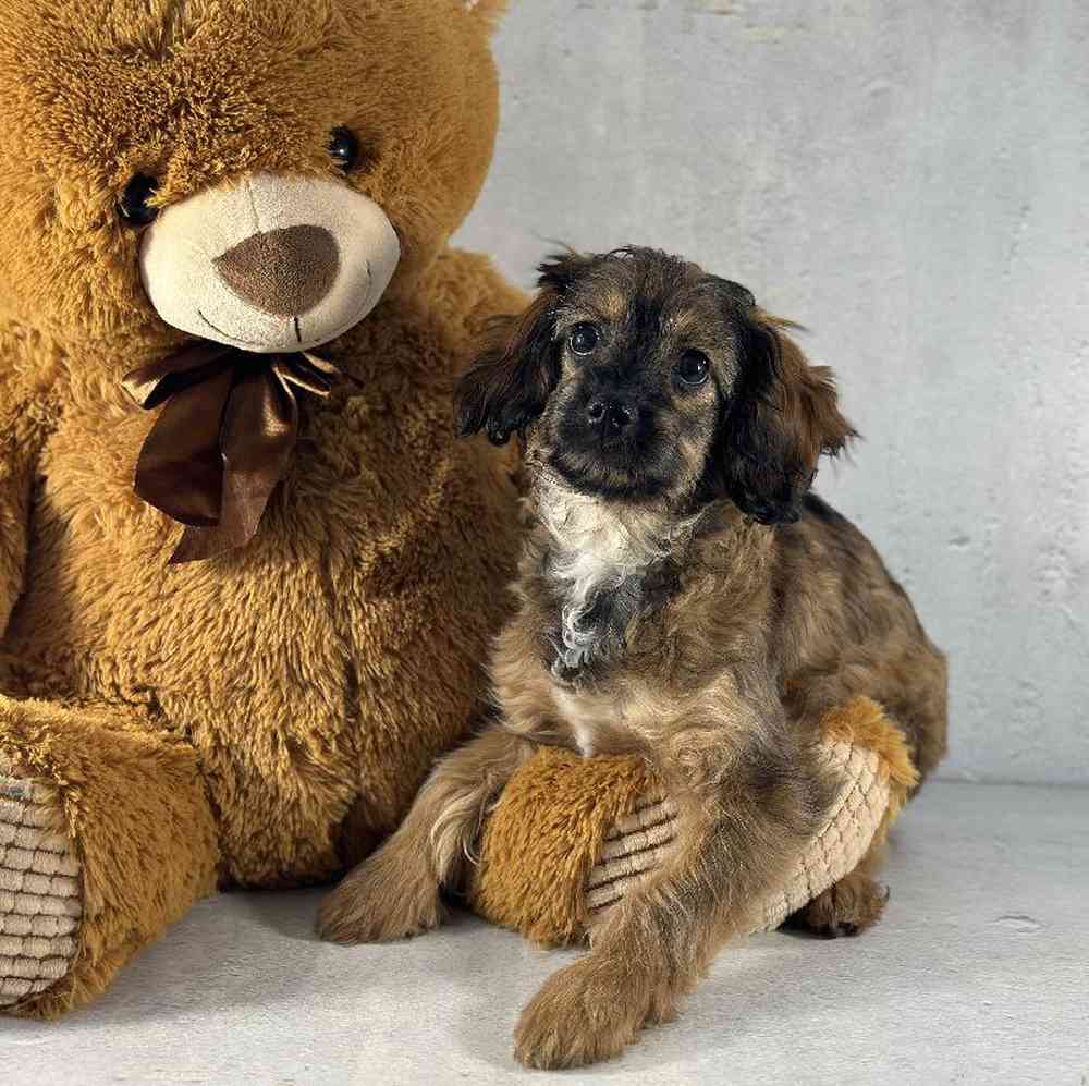 carousel pet images