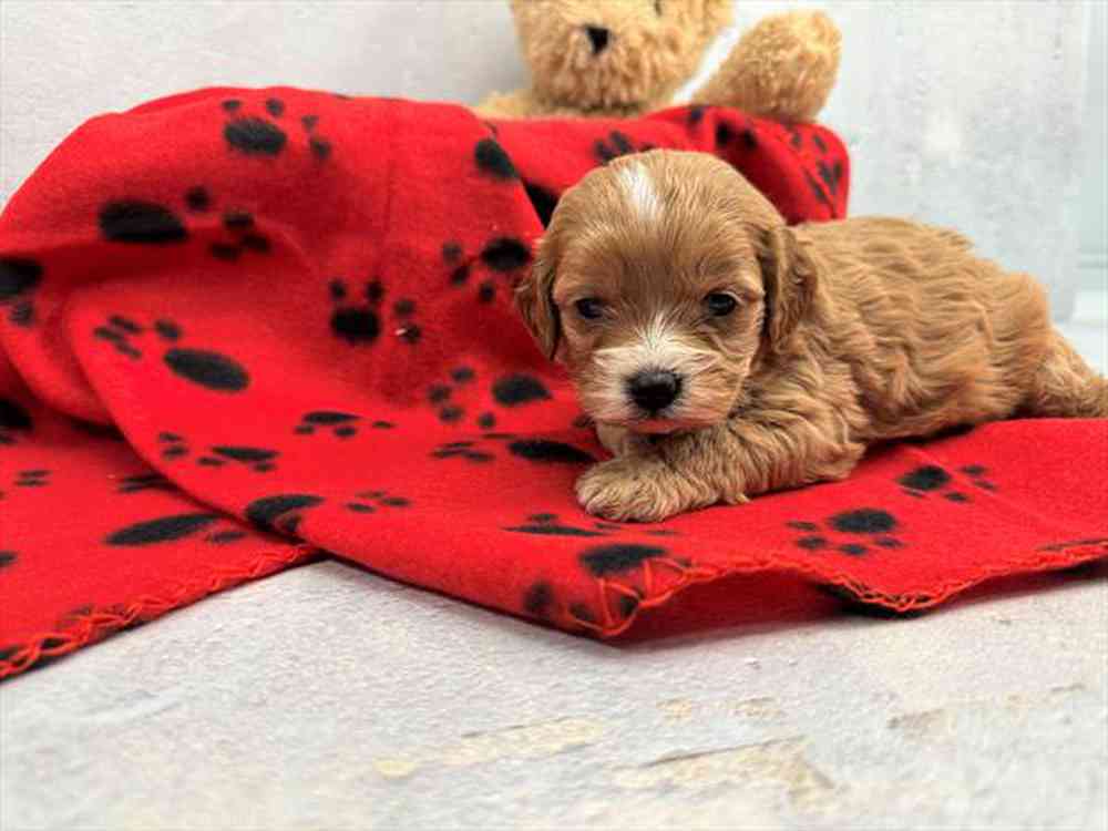 carousel pet images