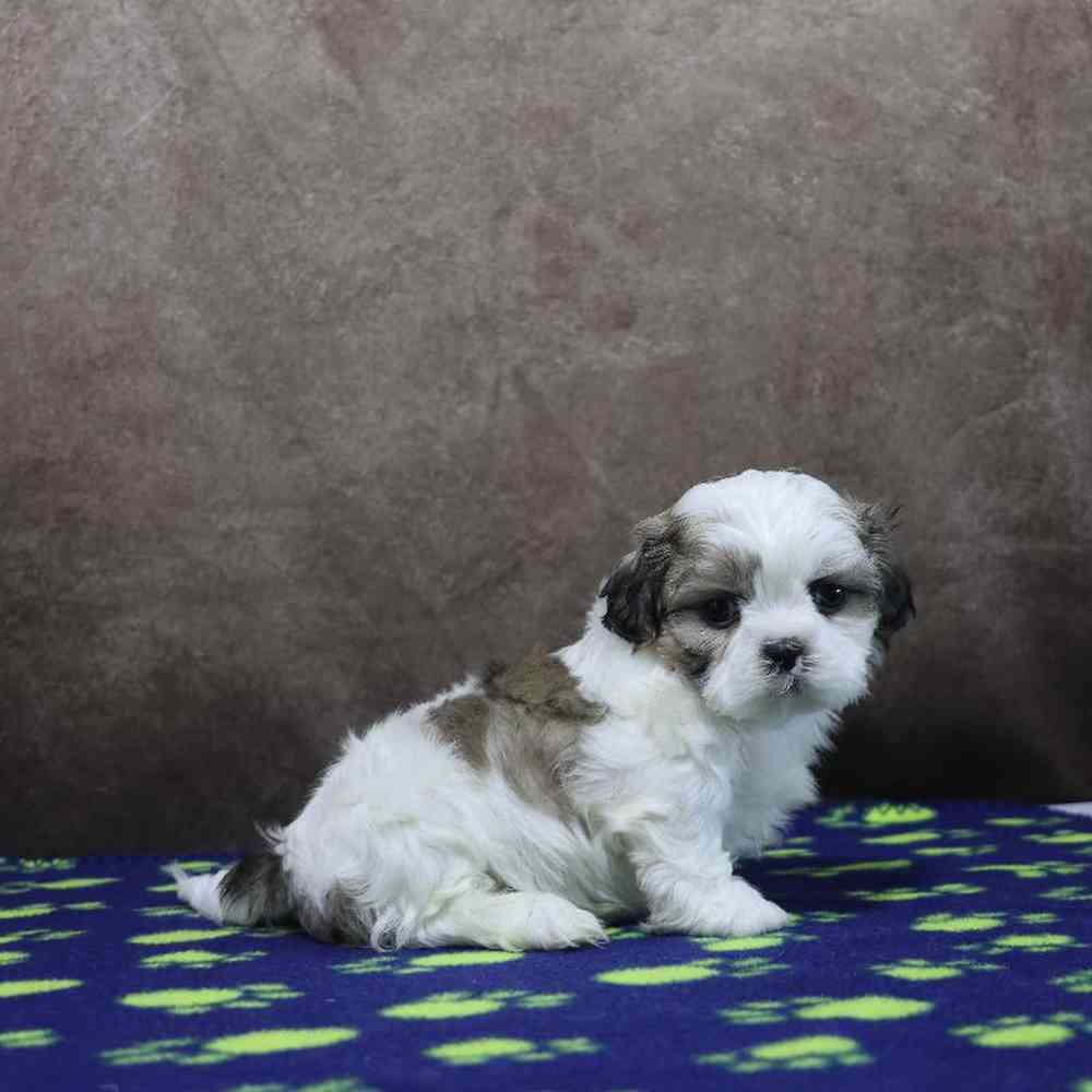 Male Shih Tzu Puppy for Sale in Millersburg, IN