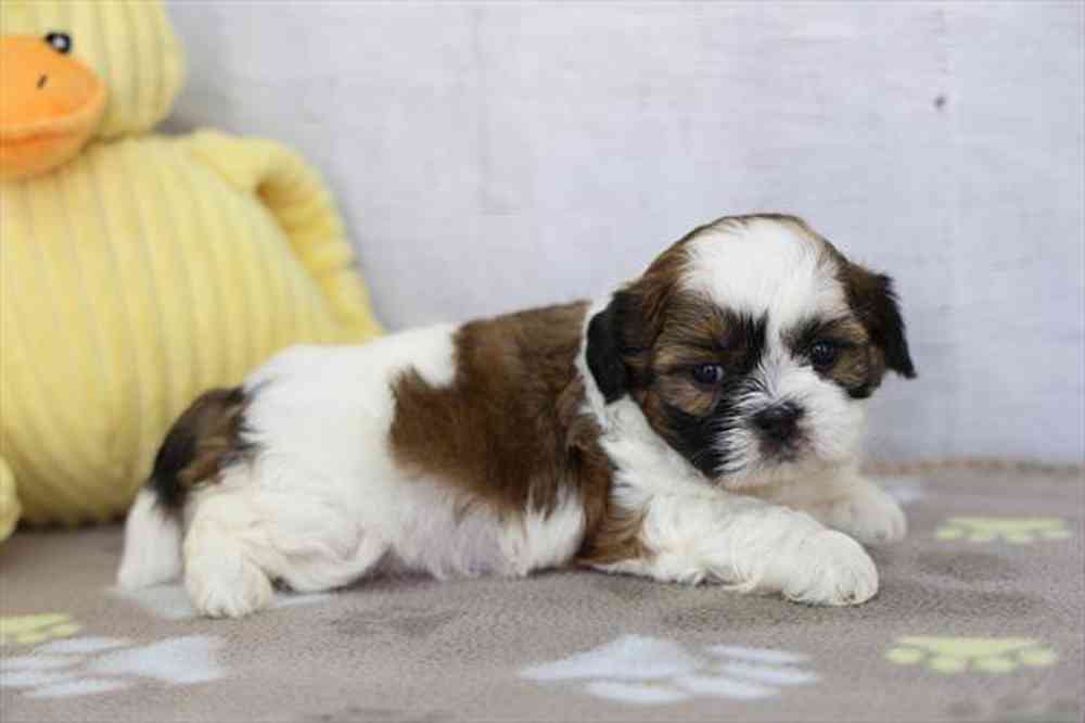carousel pet images