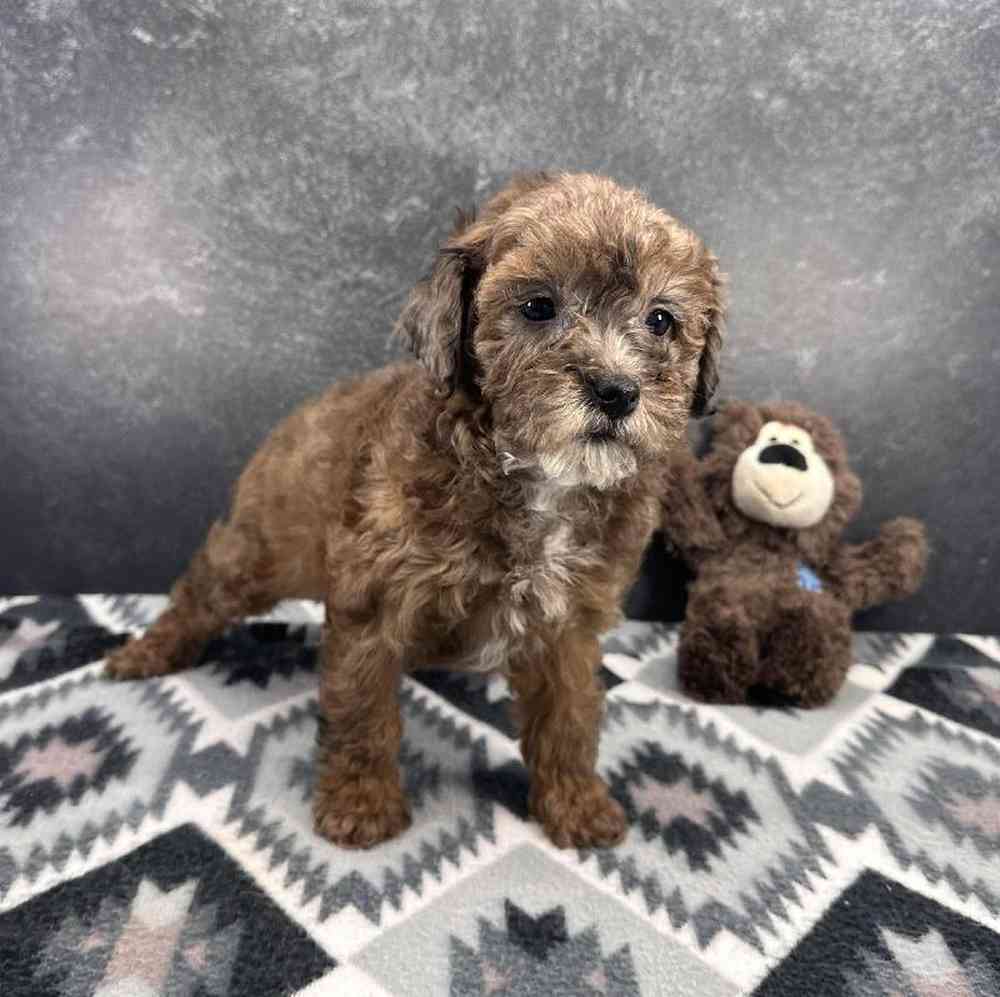 carousel pet images