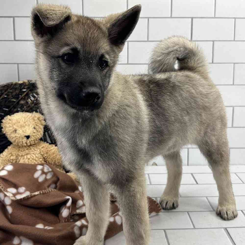 Male Norwegian Elkhound Puppy for Sale in Millersburg, IN