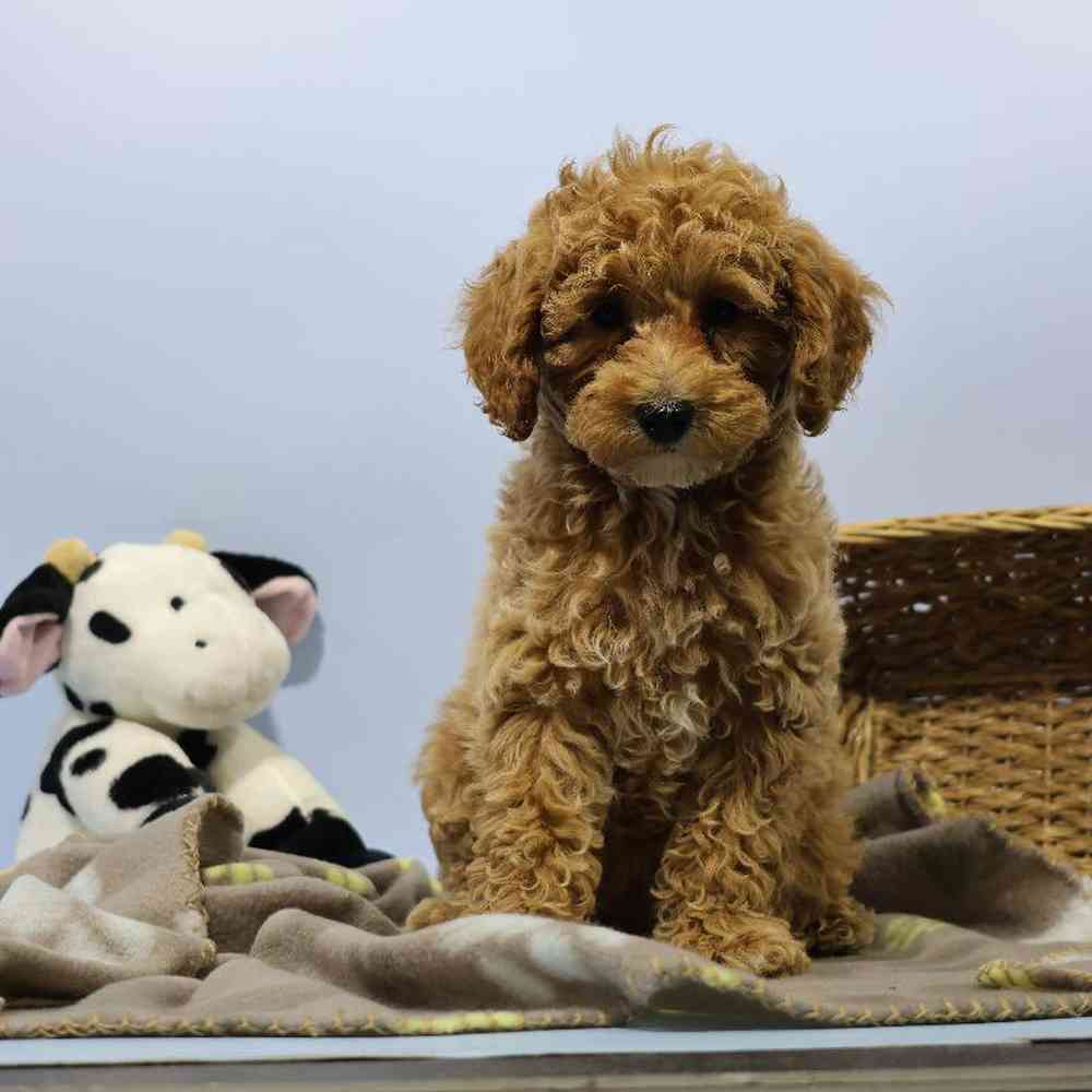 Male Mini Poodle Puppy for Sale in Millersburg, IN