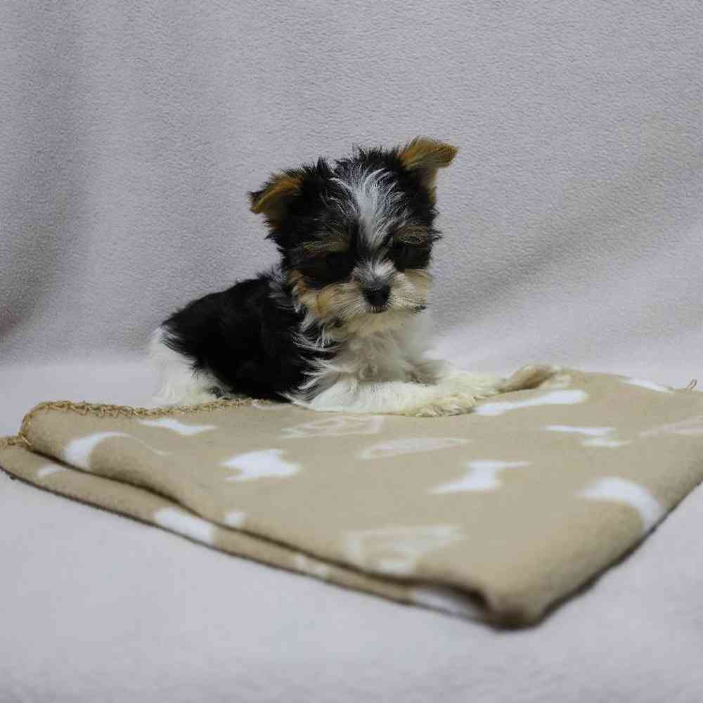 Male Yorkie Puppy for Sale in Millersburg, IN