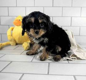 Cavapoo