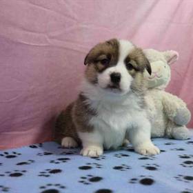 Pembroke Welsh Corgi