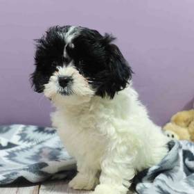 Shichon