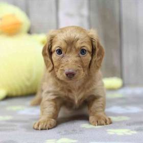 Dachshund
