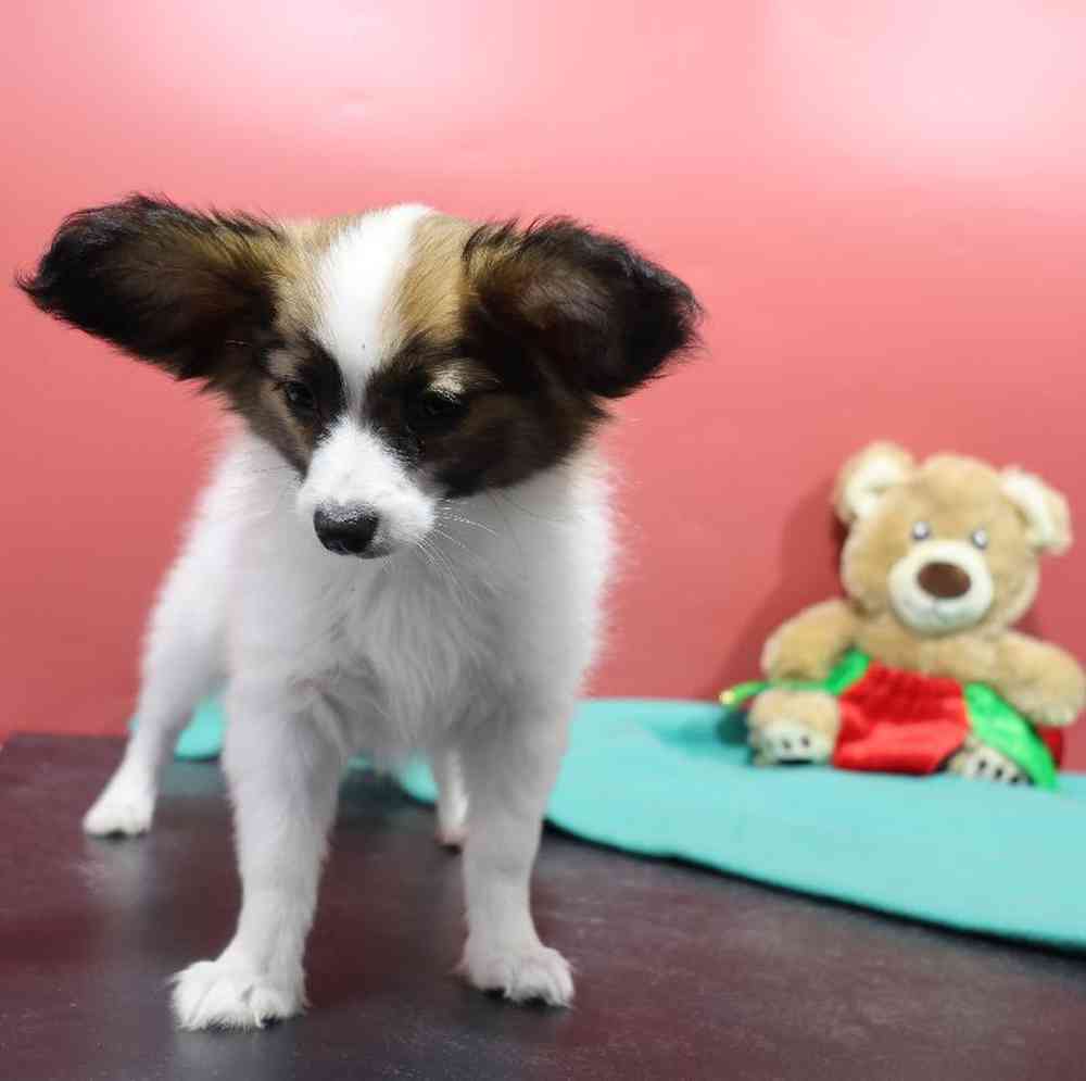 carousel pet images