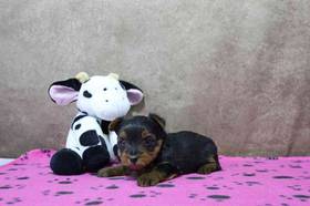 Yorkie