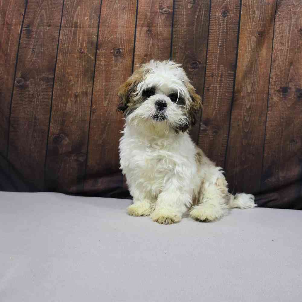 carousel pet images