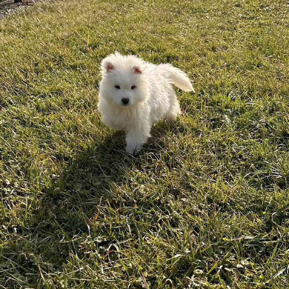 Male Samoyed Puppy for Sale in Millersburg, IN