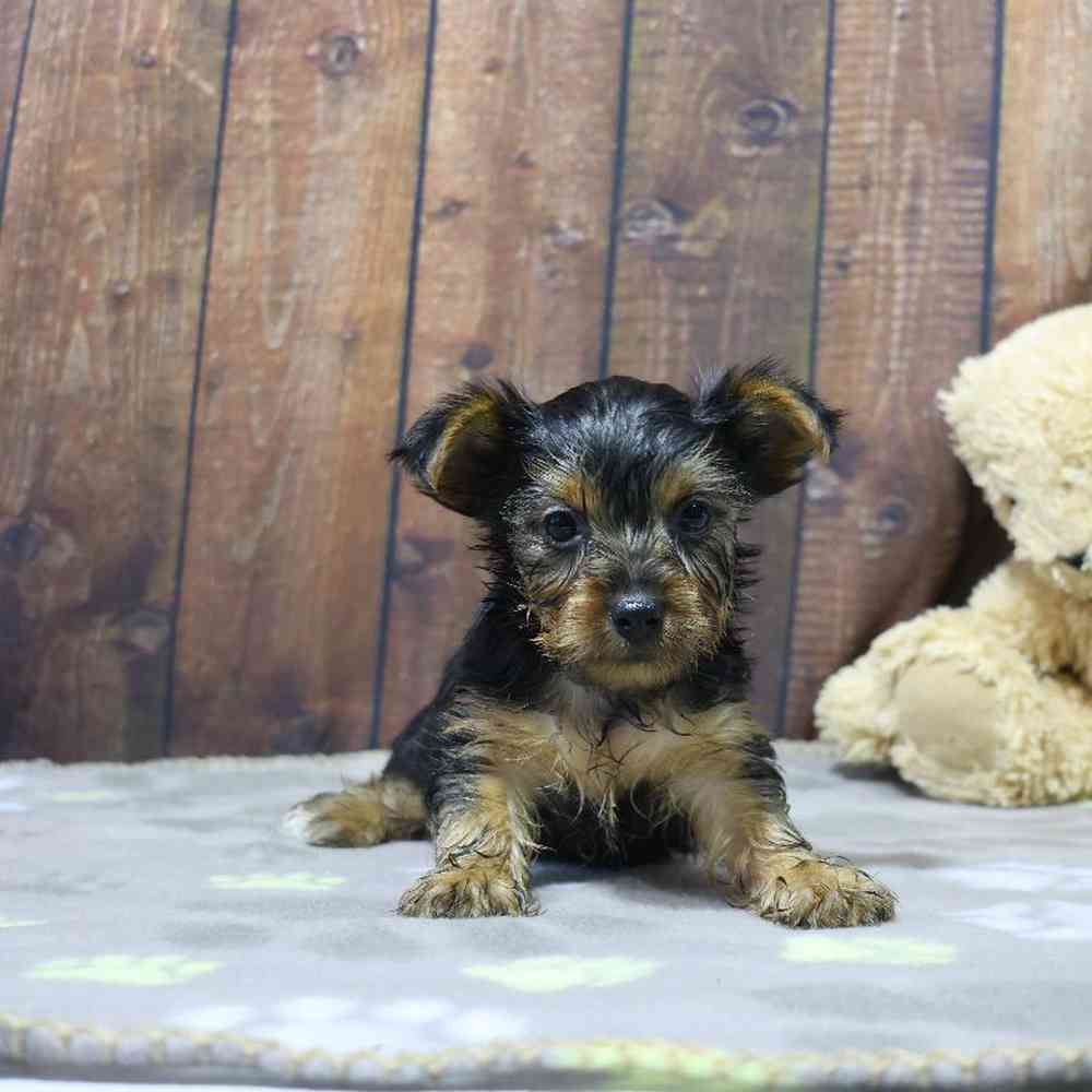 Male Yorkie Puppy for Sale in Millersburg, IN