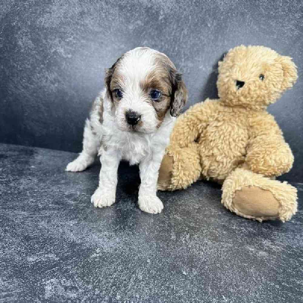 carousel pet images