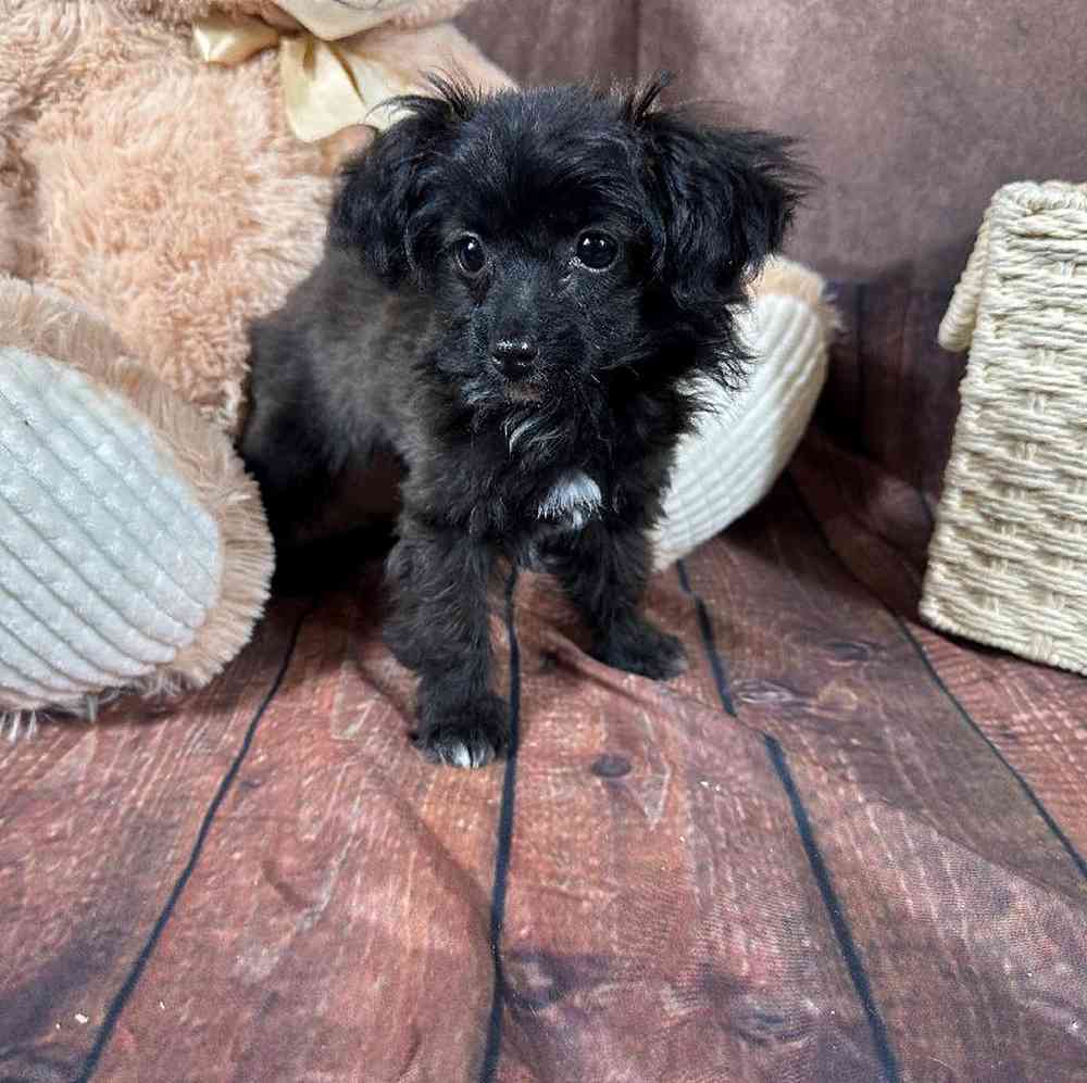 Male Papillon-Toy Poodle Puppy for Sale in Millersburg, IN