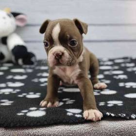 Boston Terrier
