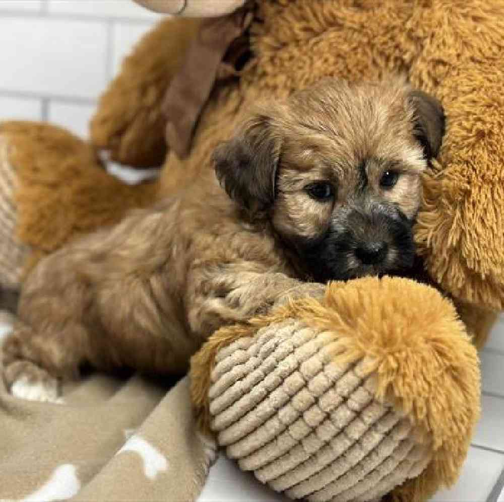carousel pet images