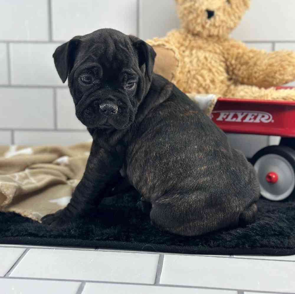 Male 1/4 Bullmastiff- 3/4 French Bulldog Puppy for Sale in Millersburg, IN