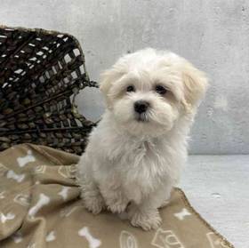 Shichon
