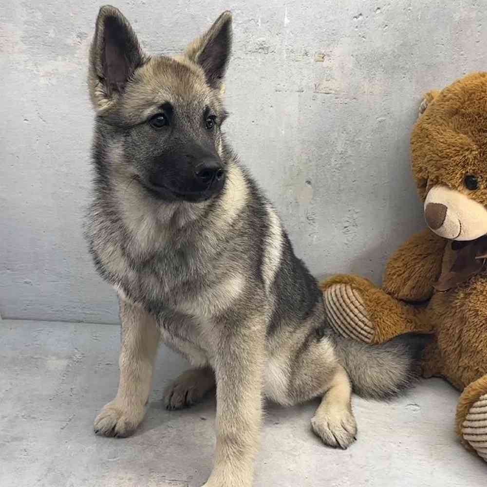 Male Norwegian Elkhound Puppy for Sale in Millersburg, IN